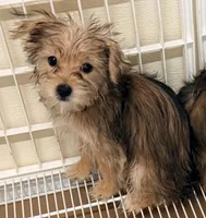 Maggie, a female Morkie for sale in Northport, AL – Photo 3 of 3