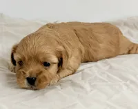 Nate, a male Maltipoo for sale in Northport, AL – 2 of 2