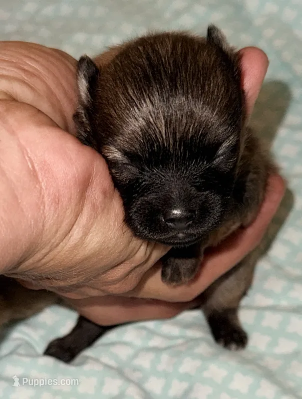 Chloe – Pomeranian puppy for sale in Northport, AL