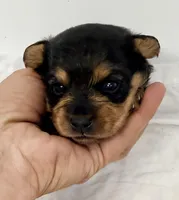 Charlie, a male Yorkipoo for sale in Northport, AL – Photo 3 of 3