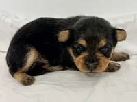 Charlie, a male Yorkipoo for sale in Northport, AL – Photo 2 of 3