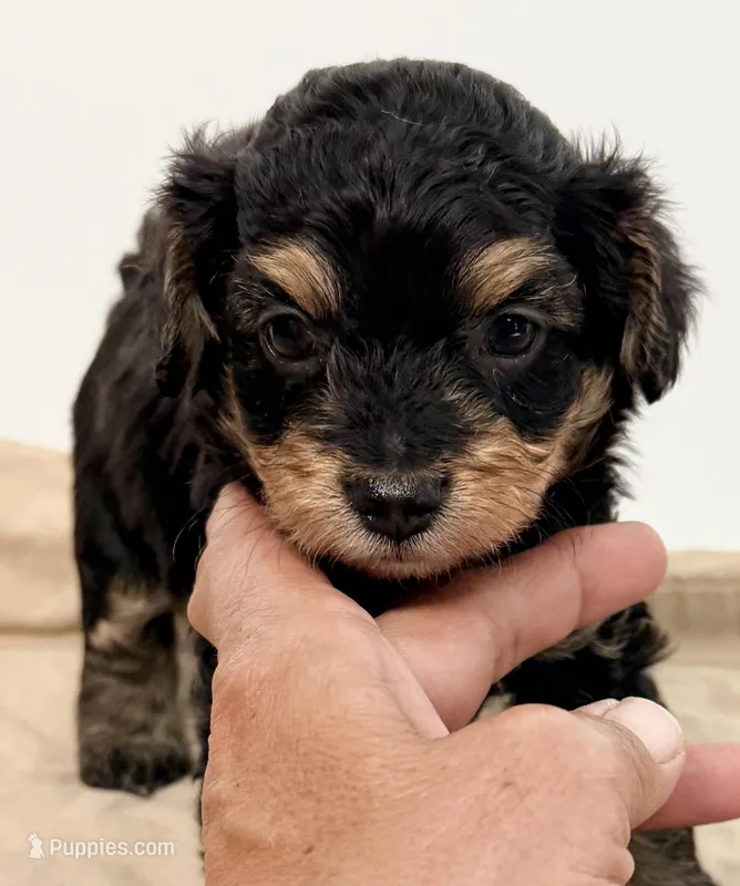 Charlie – Yorkipoo puppy for sale in Northport, AL