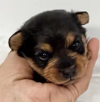 Charlie, a male Yorkipoo for sale in Northport, AL – Photo 1 of 3