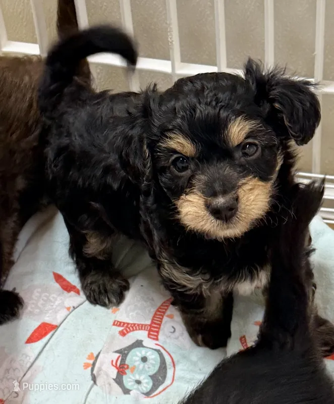Charlie – Yorkipoo puppy for sale in Northport, AL
