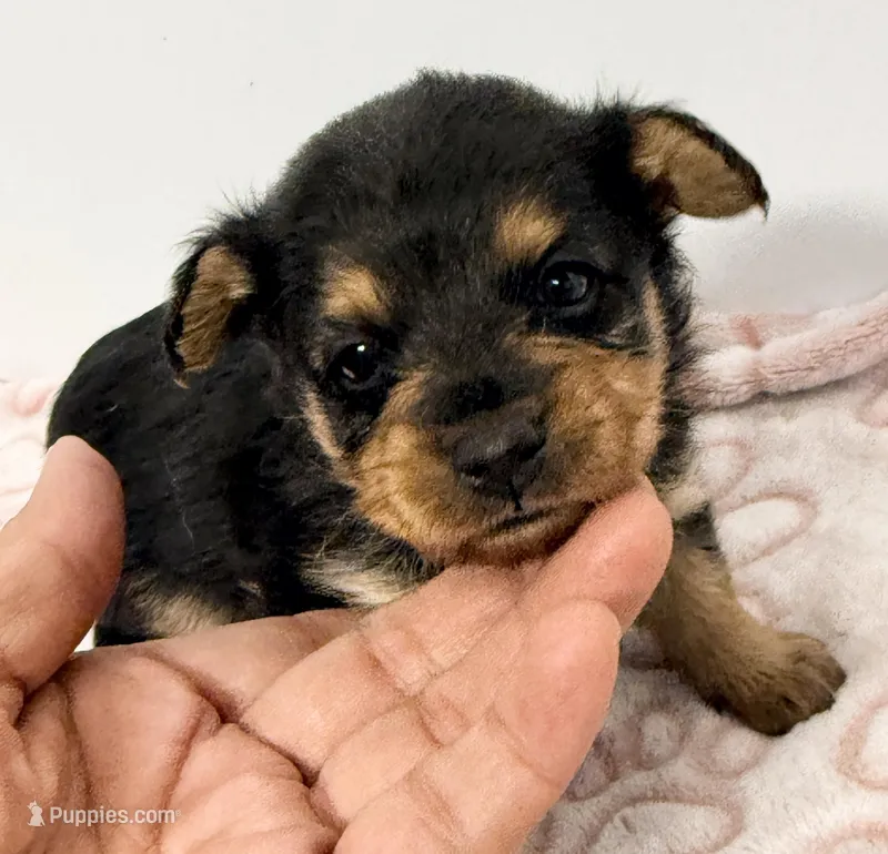 Charlie – Yorkipoo puppy for sale in Northport, AL