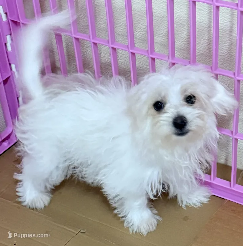 Leo – Mal Shi puppy for sale in Northport, AL
