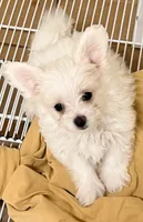 Aspen, a male Maltese and Shih Tzu for sale in Northport, AL – 3 of 3