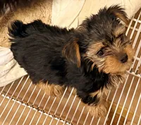 Gracie, a female Yorkshire Terrier for sale in Northport, AL – 3 of 3