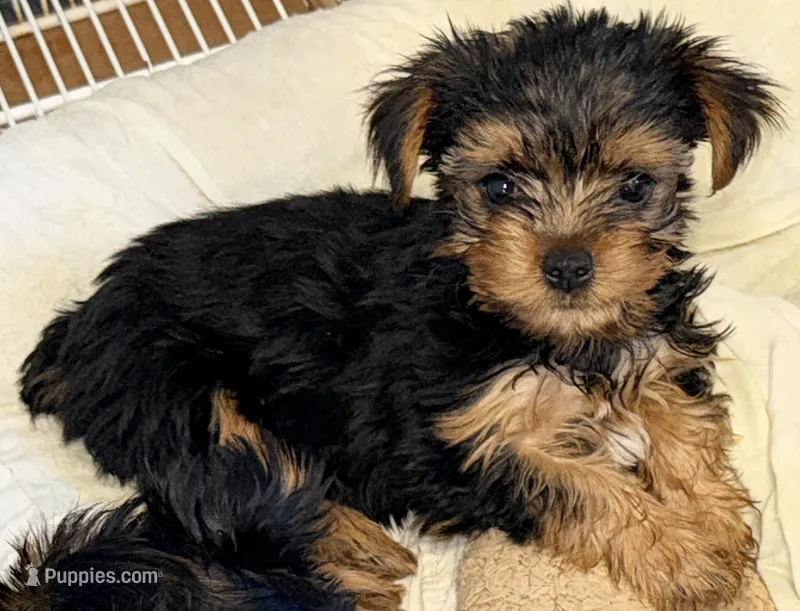 Grace – Yorkshire Terrier puppy for sale in Northport, AL