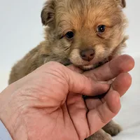 Rusty, a male Maltipoo for sale in Northport, AL – Photo 3 of 5