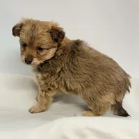 Rusty, a male Maltipoo for sale in Northport, AL – Photo 5 of 5