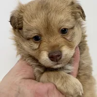 Rusty, a male Maltipoo for sale in Northport, AL – Photo 2 of 5