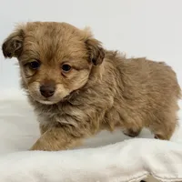 Rusty, a male Maltipoo for sale in Northport, AL – Photo 4 of 5