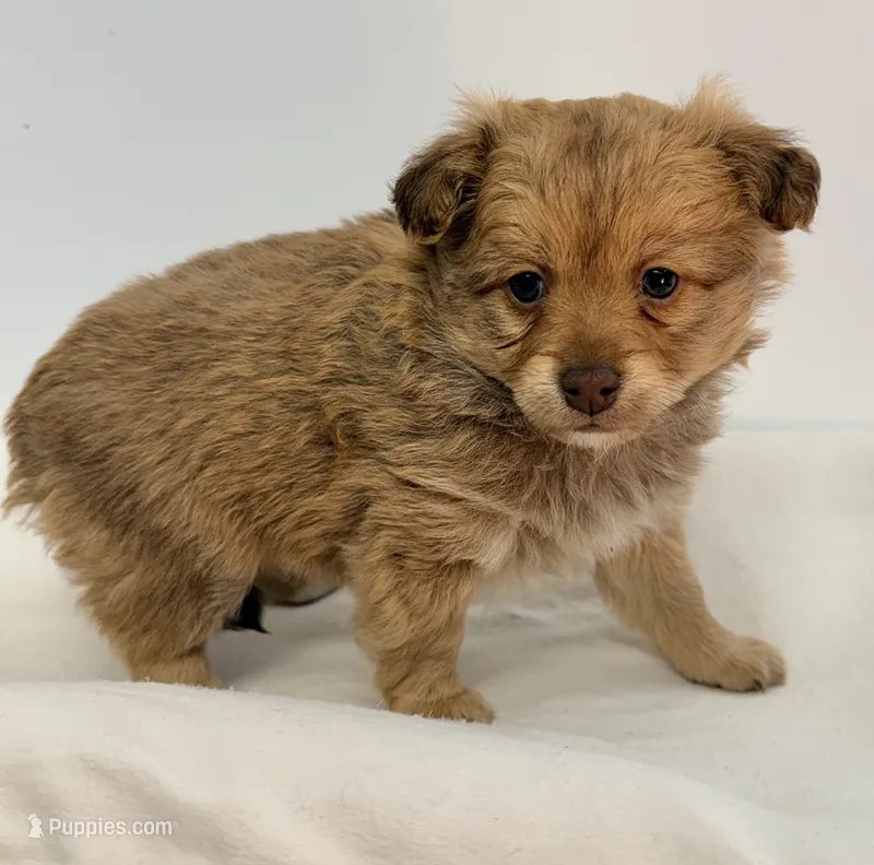 Rusty – Maltipoo puppy on hold in Northport, AL