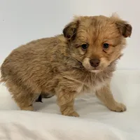 Rusty, a male Maltipoo for sale in Northport, AL – Photo 1 of 5