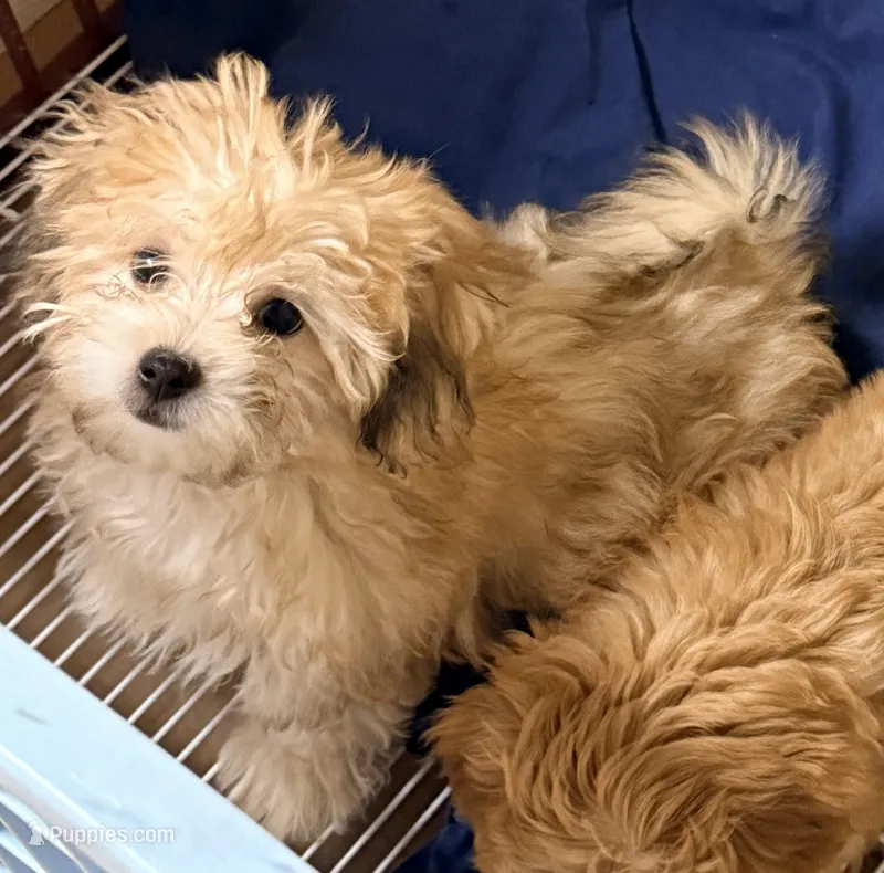 Vance – Pomapoo puppy for sale in Northport, AL
