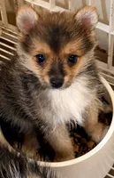 Hank, a male Maltipom for sale in Northport, AL – 1 of 1