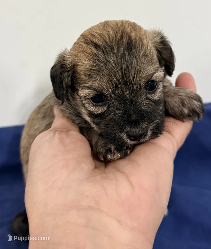 Carmen – Maltipoo puppy for sale in Northport, AL