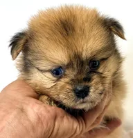 Loki, a male Pomeranian for sale in Northport, AL – 3 of 3