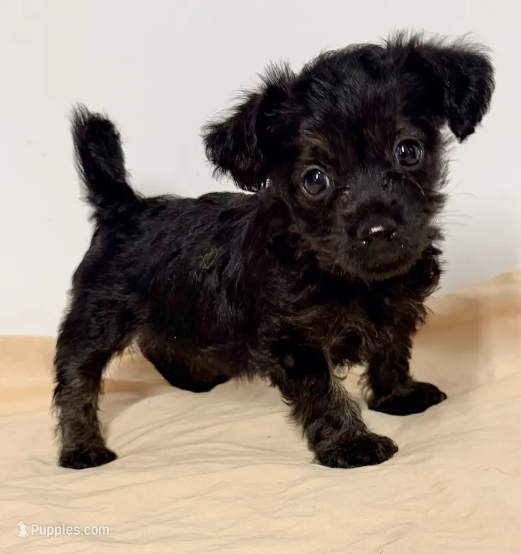 Katie – Yorkipoo puppy for sale in Northport, AL