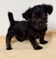 Delta, a female Yorkipoo for sale in Northport, AL – 1 of 3