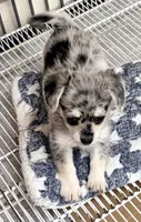 Morgan, a male Maltipom for sale in Northport, AL – 5 of 5