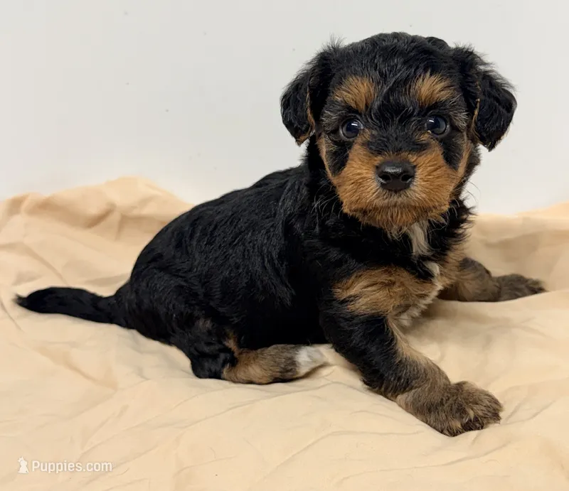 Emma – Yorkipoo puppy for sale in Northport, AL