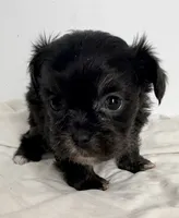 Prissy, a female Shiranian for sale in Northport, AL – 2 of 4