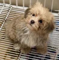 Brody, a male Maltipom for sale in Northport, AL – 2 of 4