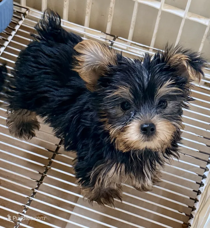 Tucker – Yorkshire Terrier puppy for sale in Northport, AL