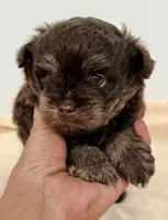 Morgan, a male Shihpoo for sale in Northport, AL – 3 of 5