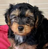 Emma, a female Yorkipoo for sale in Northport, AL – 2 of 6