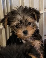 Sasha tcup, a female Yorkshire Terrier for sale in Northport, AL – 2 of 5