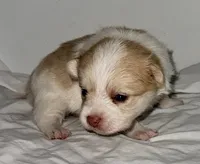 CoCo, a female Pomeranian and Yorkshire Terrier for sale in Northport, AL – 2 of 4