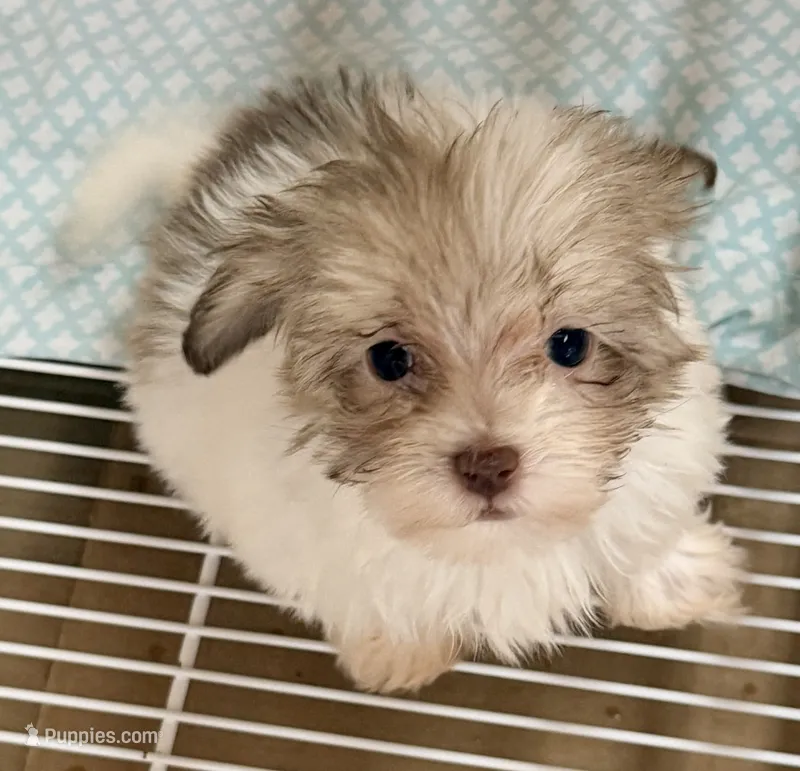 Dixie – Maltese, Shih Tzu puppy for sale in Northport, AL
