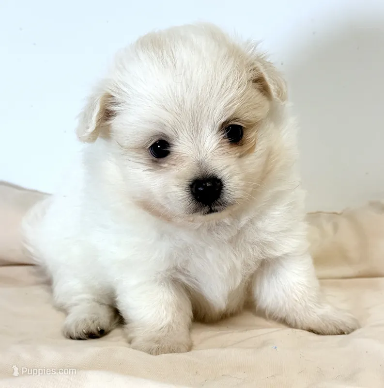 Dolly – Maltipom puppy for sale in Northport, AL