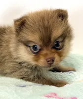 Lacie, a female Pomeranian for sale in Northport, AL – 1 of 4
