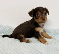 Grady, a male Yorkipoo for sale in Northport, AL – 2 of 3