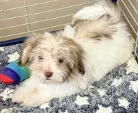 Dixie, a female Mal Shi for sale in Northport, AL – 1 of 4