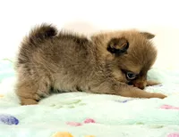 Lacie, a female Pomeranian for sale in Northport, AL – 3 of 4