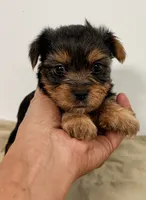 Mason, a male Yorkshire Terrier for sale in Northport, AL – 1 of 1