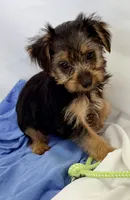 Sophie, a female Yorkshire Terrier for sale in Northport, AL – 3 of 4