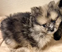 Dakota, a male Pomeranian for sale in Northport, AL – 3 of 6