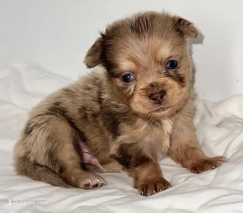 Snickers – Shiranian puppy for sale in Northport, AL