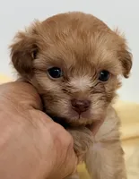 Luke, a male Pomapoo for sale in Northport, AL – 2 of 3