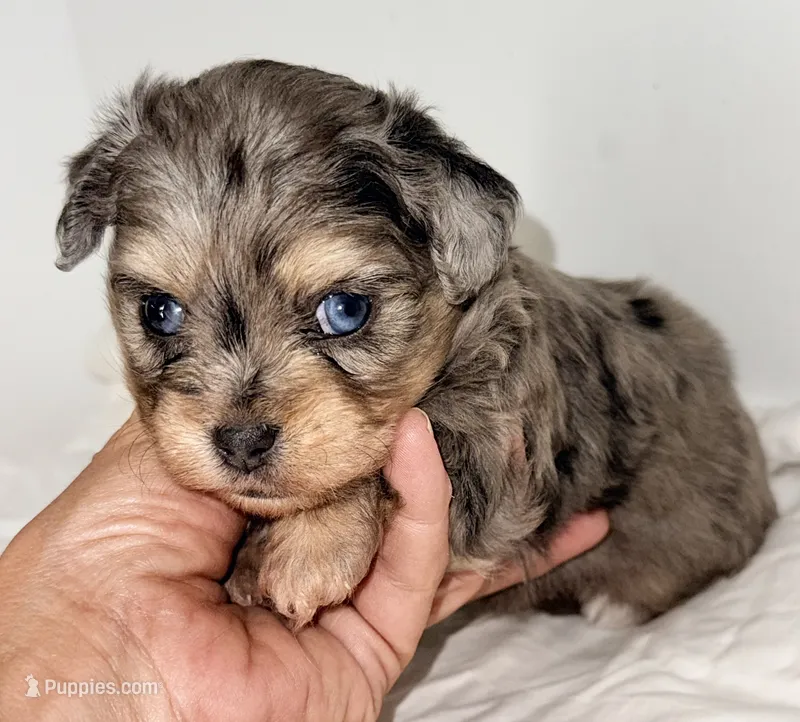 Parker – Shiranian puppy for sale in Northport, AL