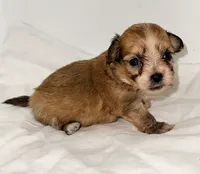 Callie, a female Shiranian for sale in Northport, AL – 1 of 2