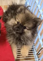 Duke, a male Pomeranian for sale in Northport, AL – Photo 3 of 5