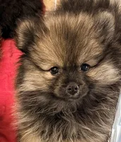 Duke, a male Pomeranian for sale in Northport, AL – Photo 2 of 5