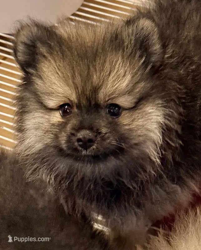 Duke – Pomeranian puppy for sale in Northport, AL